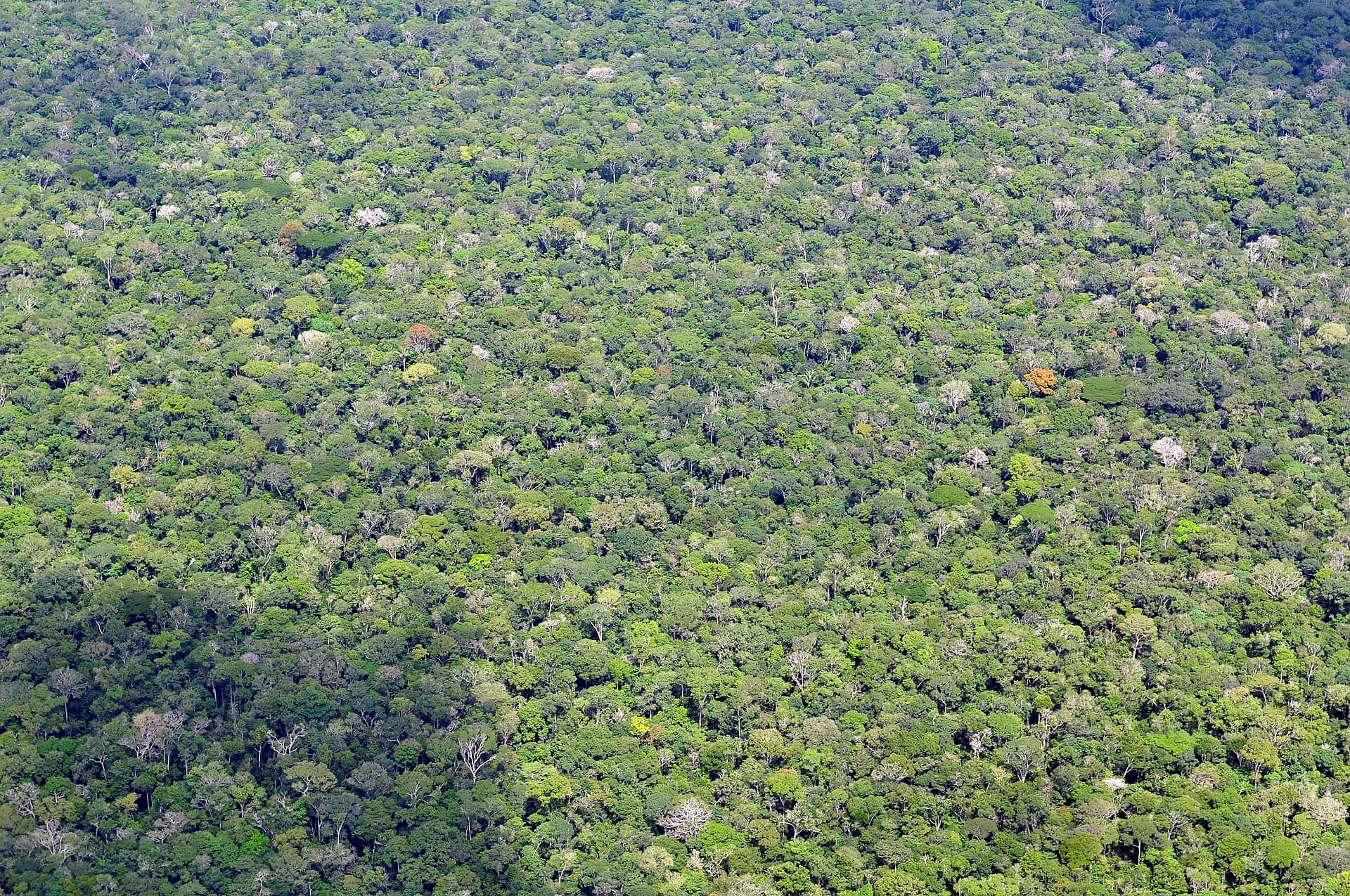 Floresta amazônica vista de cima, com uma faixa de rio entre as árvores